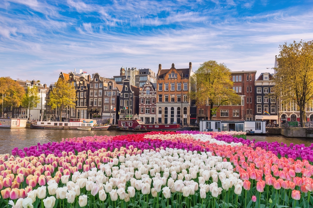 Amszterdam ikonikus csatornáiról, holland tulipánmezőkkel az előtérben.  - Z(s)eppelin utazás