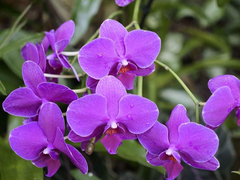 ORCHIDEÁK KAVALKÁDJA SZLOVÉNIÁBAN - UTAZÁS BUSSZAL utazás ajánlat - Z(s)eppelin